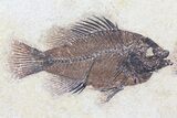 Two Cockerellites (Priscacara) Fossil Fish - Wyoming #78631-3